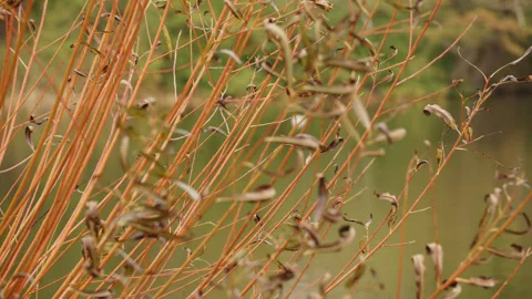 Orange / brown branches of a willow gently swaying - close up. 4K tripod Stock Footage 255572292