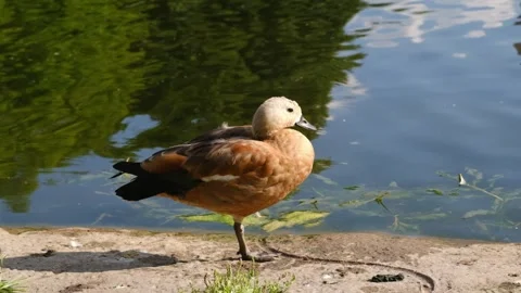 Orange-brown duck stands on the edge of a pond, showcasing its profile with Video stock 340586146