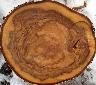 Orange with brown pattern saw a thick birch trunk close-up Stock Photos