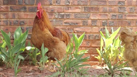 Orange-brown rooster looking at the camera. Stock Footage 152708370