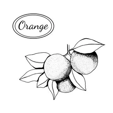 Orange brunch with leaf, tropical fruit, print banner design, Stock Illustration