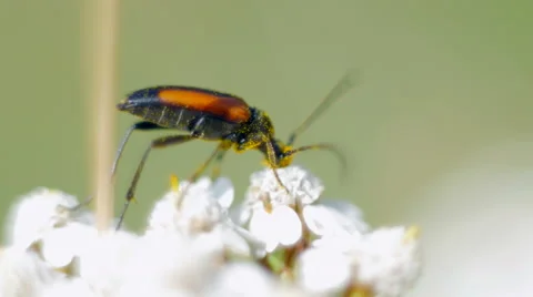 Orange bug eating polline 스톡 동영상 53647566