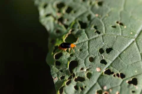 Orange Bug Eats green leaf Stock Photos