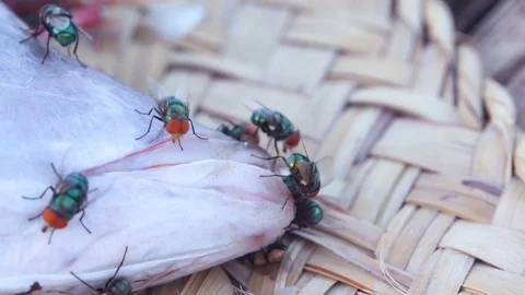 Orange bug eyed flies buzzing about a fish head on basket Stock Footage 76936103