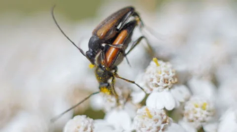 Orange bugs copulating on a flower Видео 53647237