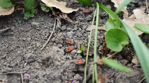 Orange bugs on the ground walking on the soil Stock Footage 106028728