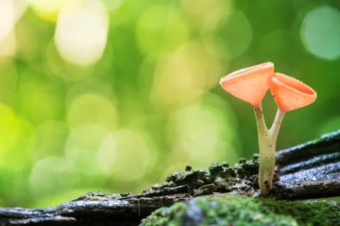 Orange burn cup mushroom or champagne mushrooms, in Thailand Stock Photos