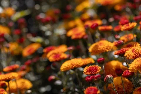 Orange bush flowers. Solid carpet of lush bright orange flowers, 스톡 사진