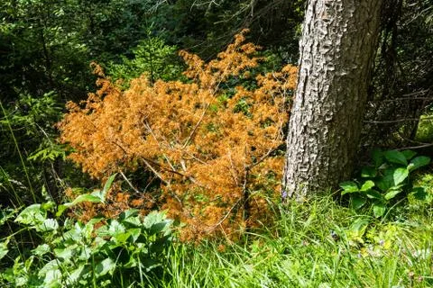 Orange bush in the forest Stock Photos