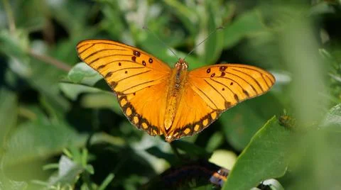 Orange Buttefly California Stock Photos