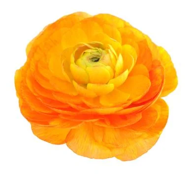 Orange buttercup Stock Photos
