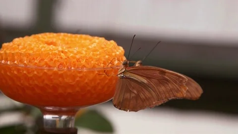 Orange Butterfies Feeding Stock Footage 88554564