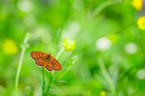 Orange butterfly with black patterns on wings on top of small yellow flower a Stock Photos