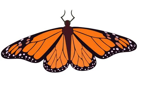 Orange butterfly close up. Vector monarch butterfly Isolated insect object. Illustrazione stock