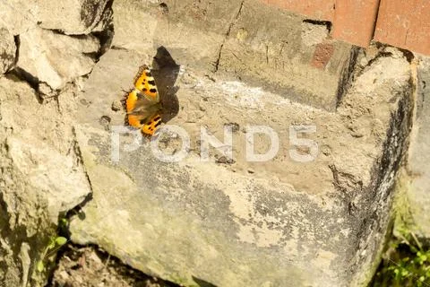 Orange Butterfly on Concrete Stock Photos