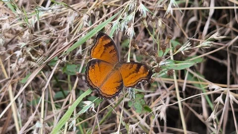 Orange Butterfly on Dry Meadow Grass Stock Footage 343398435