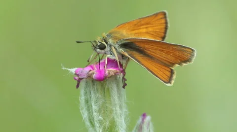 Orange butterfly eating nectar with their trunk from the flower, Small skipper Stock-Footage 46796635