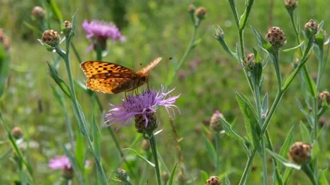 Orange butterfly on flower Stock Footage 158060319