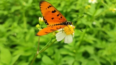 Orange Butterfly on Flower Video stock 327637601