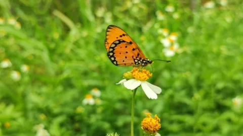 Orange Butterfly on Flower Stock Footage 327637637