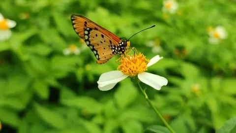 Orange Butterfly on Flower Video stock 327637644