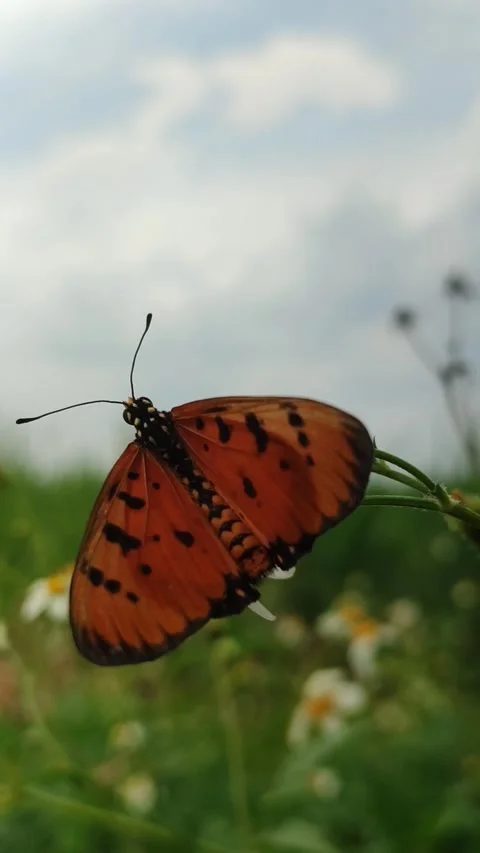 Orange Butterfly on Flower Stock Footage 327637930