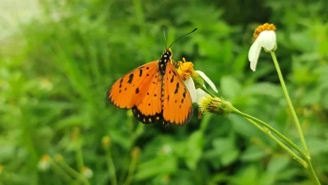 Orange Butterfly on Flower Stock Footage 327637938