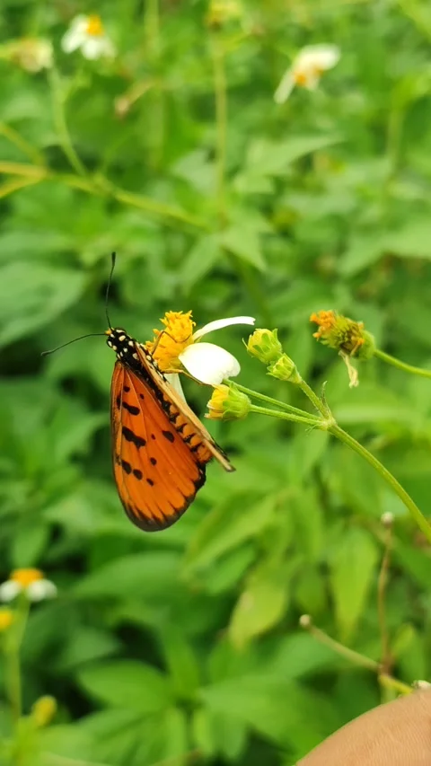 Orange Butterfly on Flower Stock Footage 327637942