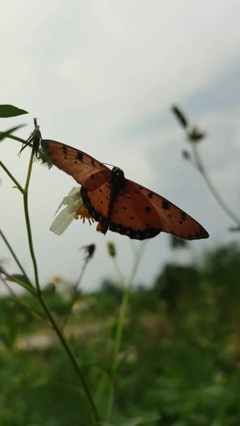 Orange Butterfly on Flower Stock Footage 327638090