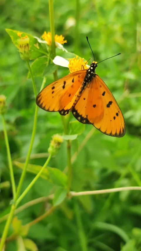 Orange Butterfly on Flower Stock Footage 327638095