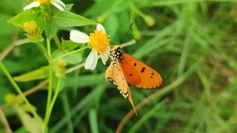 Orange Butterfly on Flower Stock Footage 327638104