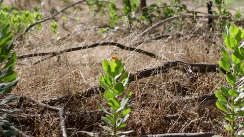 Orange Butterfly flying around native plant, Australia, Victoria, You Yangs Stock Footage 227265330