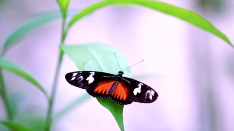 Orange Butterfly Flying in Slowmotion Stock Footage