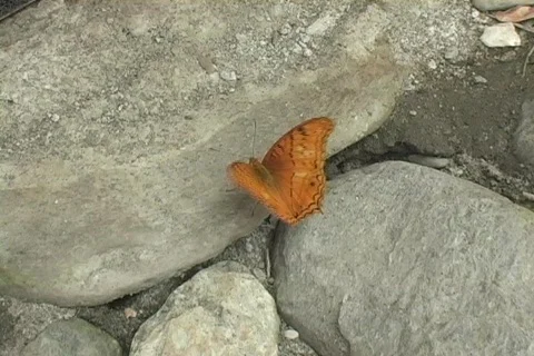 Orange Butterfly  Stock Footage 286883