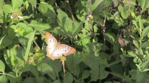 Orange Butterfly Stock Footage 10723211