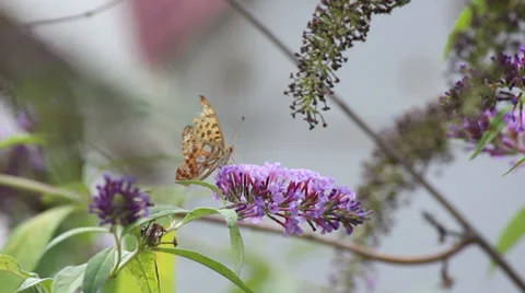 Orange Butterfly Video stock 31043867