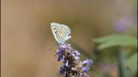 Orange butterfly 動画素材 32419432