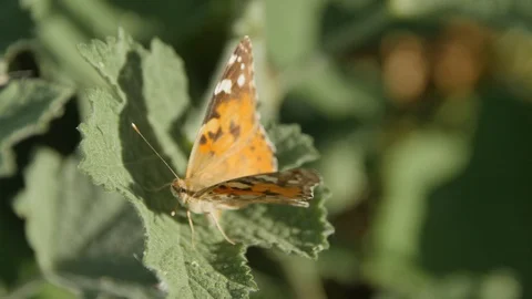 Orange Butterfly Stock Footage 89737707