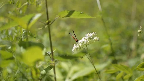 Orange butterfly Stock Footage 123653832