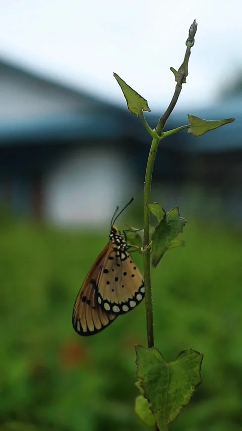 Orange Butterfly Stock Footage 306877197