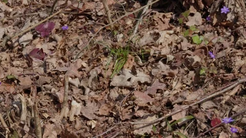 Orange butterfly Stock Footage 308163665