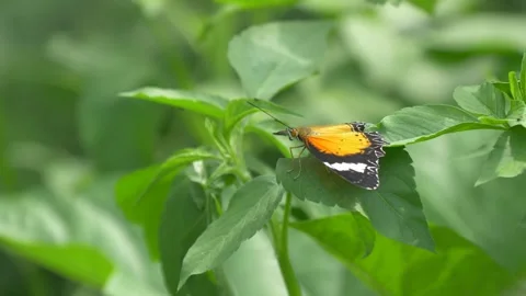 Orange Butterfly In The Forest Close Up 库存影片 347871409