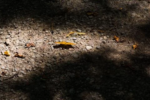 Orange butterfly on forest path Stock Photos