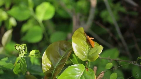 Orange butterfly in garden Stock Footage 72391747
