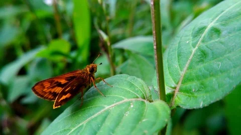 Orange butterfly on green leaf Stock Footage 83082453