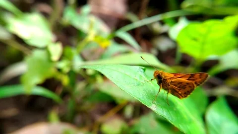 Orange butterfly on green leaf Stock Footage 83082815