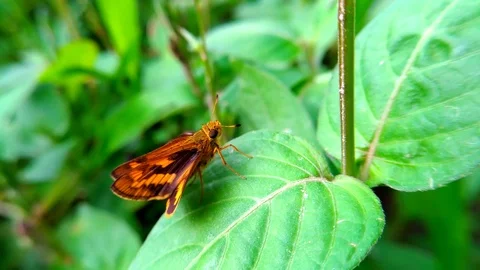 Orange butterfly on green leaf Stock Footage 83082918