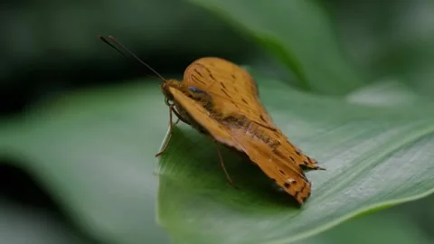 Orange butterfly on green leaf. Stock Footage 307264842