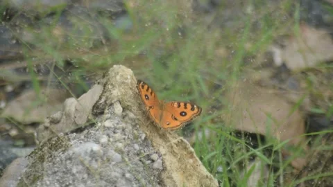 Orange Butterfly On Grey Rock Stock Footage 337874046