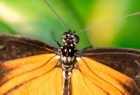 Orange butterfly macro Stock Photos